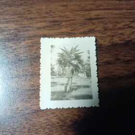 老照片–戴眼镜青年站在景区草坪上留影（身后棕榈树清晰可见）