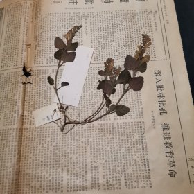 84.植物标本，无标本台纸.50222