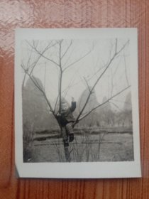《老照片》1970年代，树枝头上的小孩