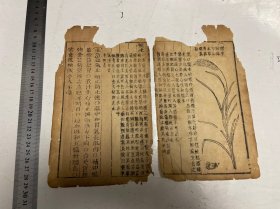 古籍线装书，清代早期木刻本本草散叶3叶，有1叶带木刻版画，品如图，整体保存破损，中间开裂。影响文字不多，可以修补装裱做一个镜框装饰