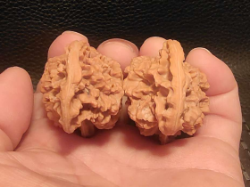 ❤稀有异形核桃蝙蝠(36052)
【品名】蝙蝠
【尺寸】边50/50肚30/30高34/34mm
【介绍】稀有异形核桃蝙蝠！象形神似！手拿蝙蝠  寓意～福在眼前！品相如图！