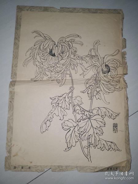 赵蕴玉作菊花画