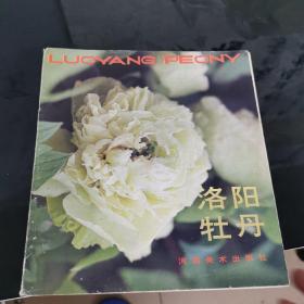 洛阳牡丹