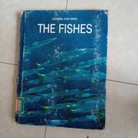 the fishes 鱼丸子头