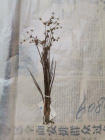植物标本，无标本台纸.50327-98