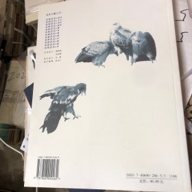动物百态.鹰