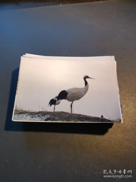 野生丹顶鹤相片照片（112张）