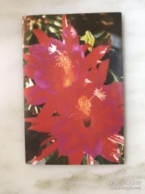 滇中花卉，明信片10张一套