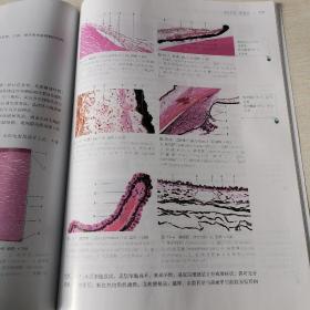 医学形态学实验（组织学与胚胎学分册）（第2版）