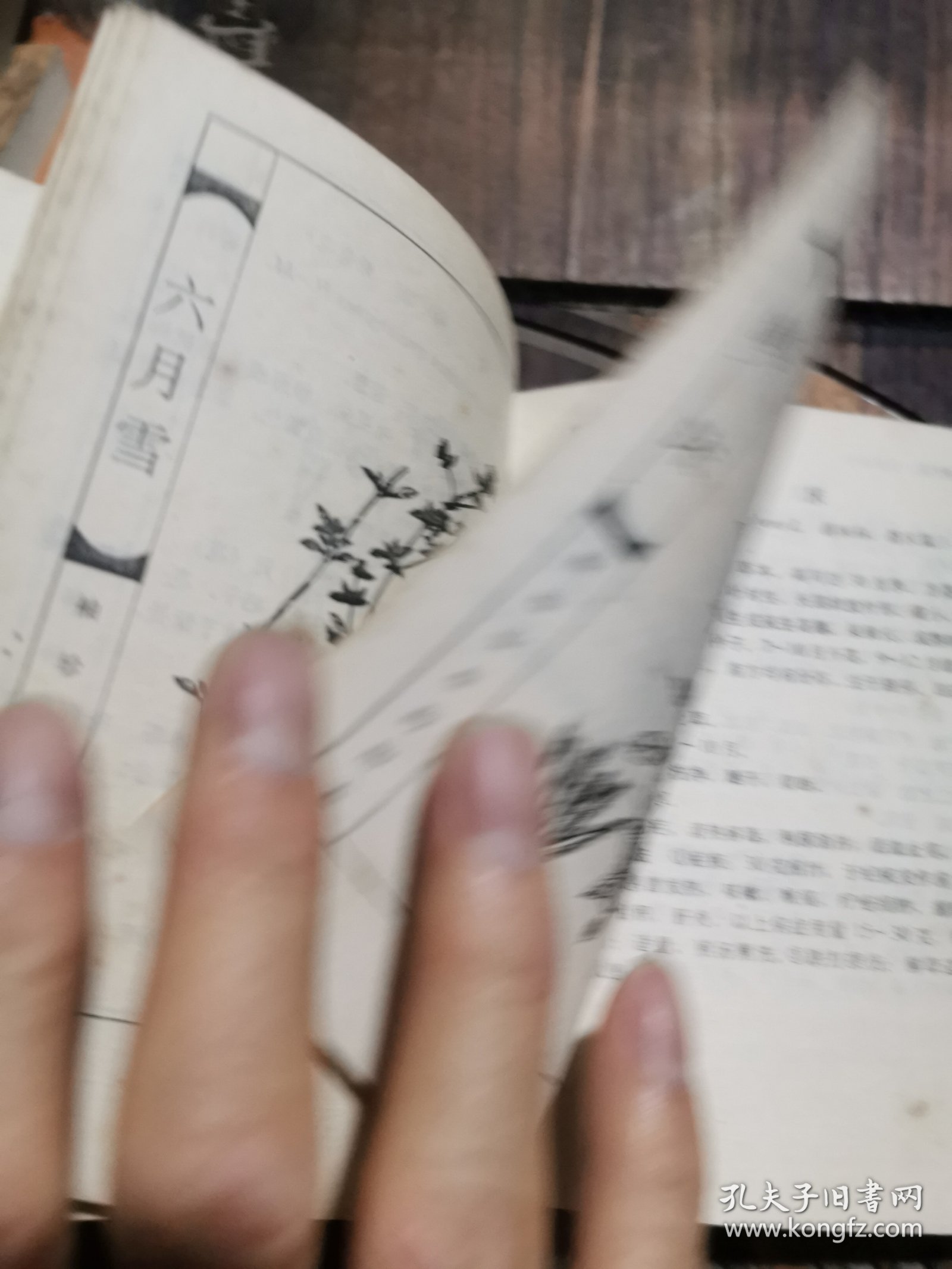 袖珍中草药图本