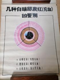 医学主题手绘图（E）大幅，适宜诊所医院悬挂展示，本件单卖（几件全要可优惠）