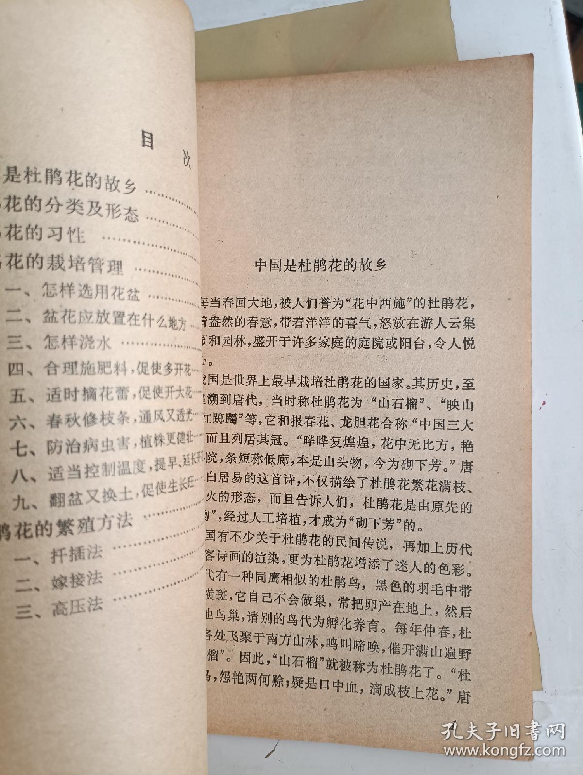 怎样养好杜鹃花