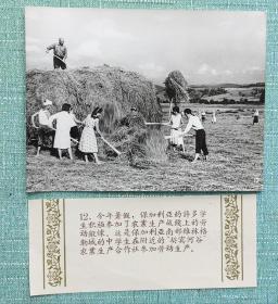 保加利亚南部维林格勒城的学生在“契宾河谷”农业社参加劳动 1958年照片 照片长20厘米宽15厘米
