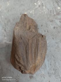 树木化石