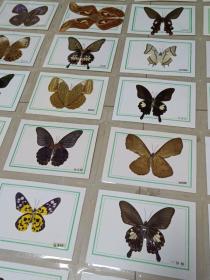 蝴蝶——大自然的花朵  蝴蝶标本50张(真蝴蝶压膜，每张都有蝴蝶名)