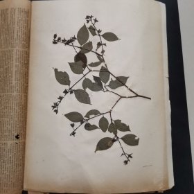 17.植物标本，8开大小