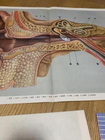 人体解剖生理教学图片《耳》
