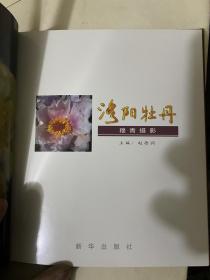 洛阳牡丹（穆青摄影）