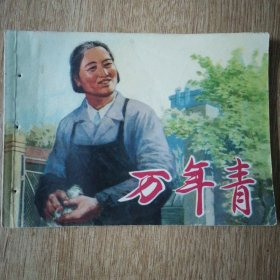 万年青