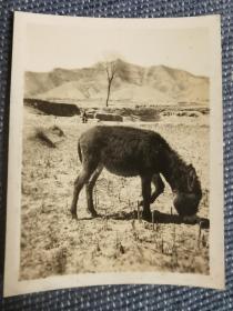 抗战时期，太岳地区小毛驴，原版老照片1组2张。