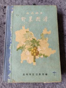 云南地区 野菜图谱