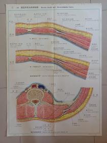 人体解剖挂图局部解剖【中英文】Ⅸ一14 腹直肌鞘及胸腰筋膜