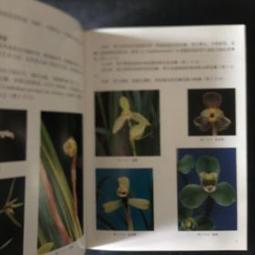 【收藏类 包快递】中国名花专著系列：中国兰花（奇花艺研究及奇花名品鉴赏）本书是一部从科学技术和文化艺术角度上品评中国传统名花—兰花奇花的专著。书中分花朵的构成和花艺的传统分类，国兰花朵的奇异艺术等内容，配有600多幅有关兰花奇花名品的图片，具有较高理论研究水平和鉴赏价值。 原价：398元 现118元 包快递 当天发  私藏无字无划无章