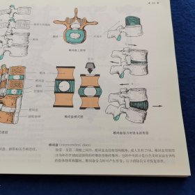 运动解剖学图谱(第3版)