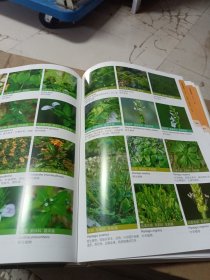 上海植物图鉴·草本卷