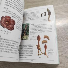 植物小百科——袖珍少年彩图百科全书