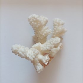 白珊瑚树