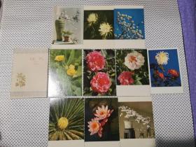 花卉老明信片1959年一版一印10枚品佳稀见珍藏