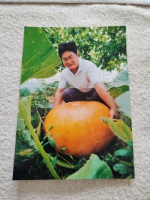 安县农业现代科技园大南瓜 照片一张