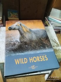 英文原版wild horse 野马