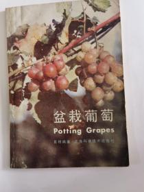 盆栽葡萄