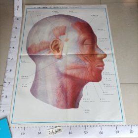 人体解剖挂图 运动系统 I一33头肌（侧面观）（1）