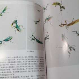 新编芥子园画传 草虫篇