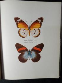 Beautiful Butterflies(精装)