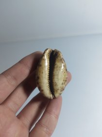 老贝壳 有点破损