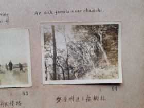 1934年 金陵大学西北考察团乔启明摄 西安老照片2张《楼观台附近村民修路》《橡树林》 整体尺寸29x22厘米，品相好史料价值高！