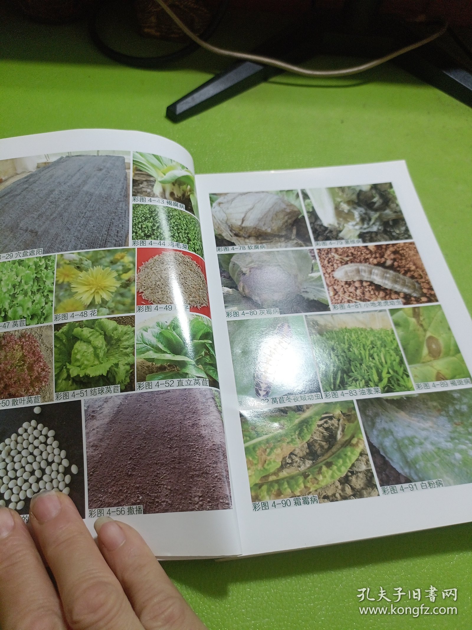棚室蔬菜栽培图解丛书 图说棚室叶菜类蔬菜栽培关键技术 如图现货速发