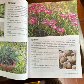 常见多肉植物这样养