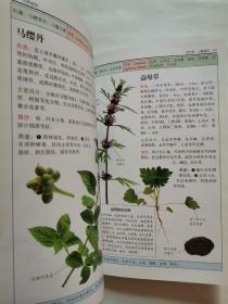 全世界500多种树木的彩色图鉴：树、有害植物（2册合售）