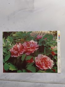 16开宣传画：牡丹花