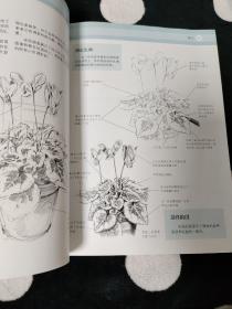 世界绘画经典教程：花卉绘制的重点与难点