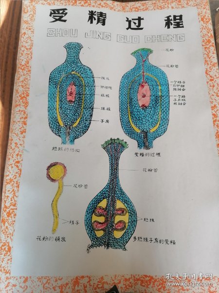 手绘植物学教学挂图植物的进化等8张