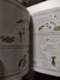 DK Smithsonian Handbooks Herbs:The Clearest recognition guides available 草药手册,DK出品,清晰且全面图片是鉴别草药最好的指南