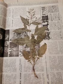 植物标本，无标本台纸.2150528-91