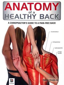 anatomy of a healthy back ,a chiropractor's guide to a pain-free back