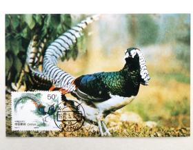 1997-7《珍禽》之白腹锦鸡邮票极限片1枚，片源：总公司，销1997年5月9日云南保山首日戳。
